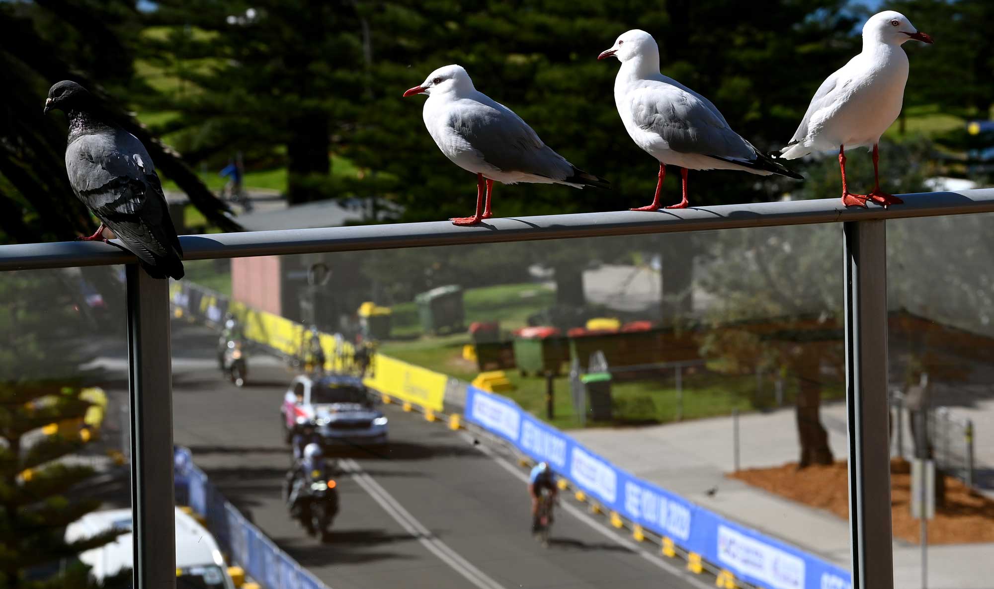 Blacklisting, birds, broken bones and a night in a police station: The weirdest World Championship week in history?